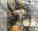 Puppy Ghost Cane Corso