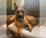 Small Photo #14 German Shepherd Dog-Unknown Mix Puppy For Sale in Minneapolis, MN, USA