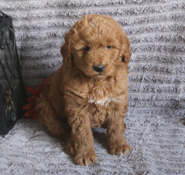 Goldendoodle (Miniature) Puppy for sale in GAP, PA, USA