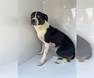 Boston Terrier-Unknown Mix Dogs for adoption in Houston, TX, USA