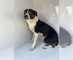 Small Boston Terrier Mix