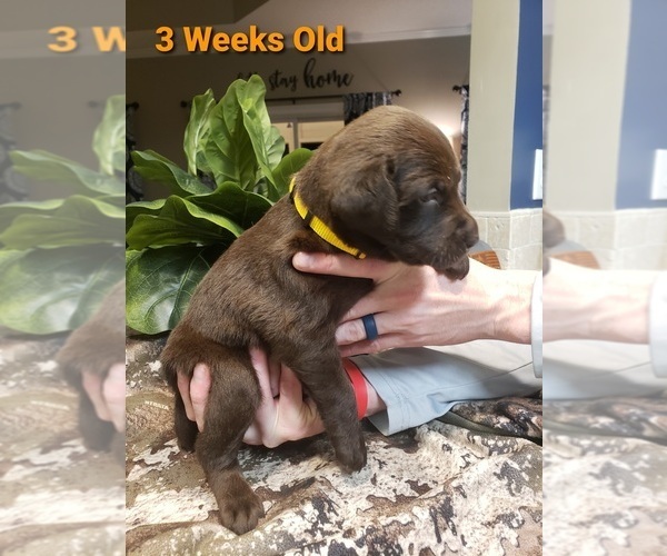 Medium Photo #10 Labrador Retriever Puppy For Sale in KATHLEEN, GA, USA