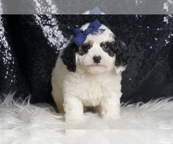 Medium Photo #4 Goldendoodle (Miniature) Puppy For Sale in WARSAW, IN, USA