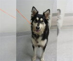 Small Siberian Husky