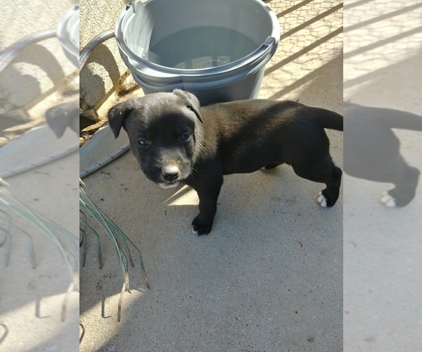 Medium Photo #3 American Pit Bull Terrier-Border Collie Mix Puppy For Sale in PHOENIX, AZ, USA