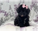 Small Photo #9 Schnoodle (Miniature) Puppy For Sale in LAKELAND, FL, USA