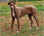 Small Photo #1 Great Dane Puppy For Sale in ROCKWELL, NC, USA