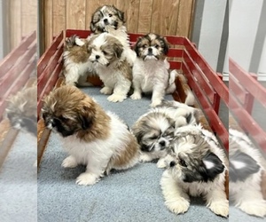 Shih Tzu Puppy for sale in CHESTERFIELD TOWNSHIP, MI, USA