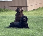 Small Photo #1 Newfoundland Puppy For Sale in GREENSBURG, PA, USA