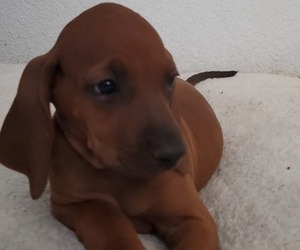 Redbone Coonhound Puppy for Sale in PALMDALE, California USA