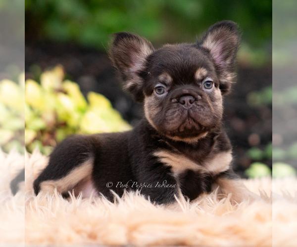 Medium Photo #9 French Bulldog Puppy For Sale in WARSAW, IN, USA