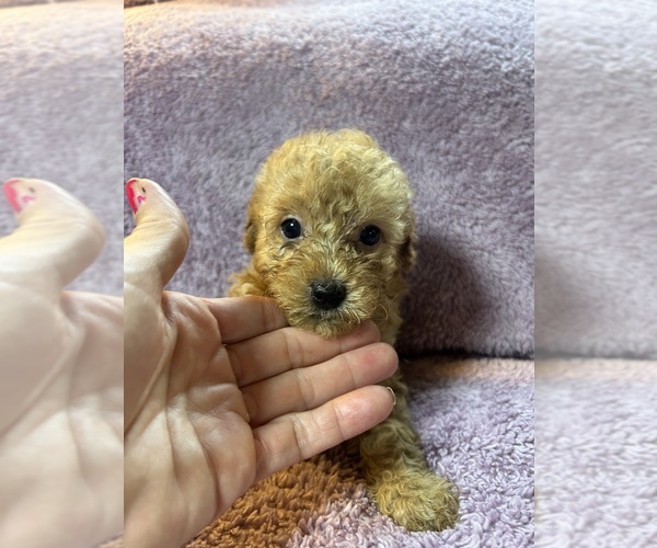Medium Photo #2 Poodle (Miniature) Puppy For Sale in INDIANAPOLIS, IN, USA