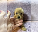 Small #1 Poodle (Miniature)