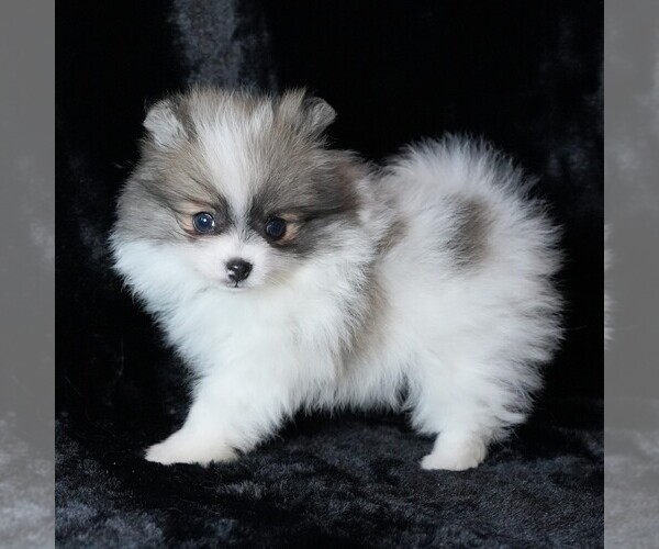 Medium Photo #3 Pomeranian Puppy For Sale in ROCK VALLEY, IA, USA