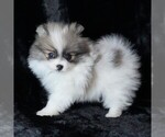 Small #2 Pomeranian
