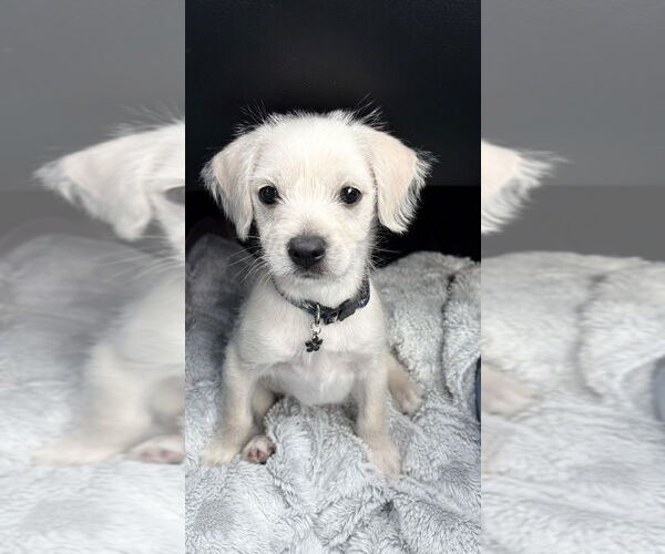 Medium Photo #1 Chihuahua-Unknown Mix Puppy For Sale in Wenonah, NJ, USA