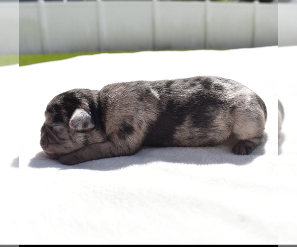 Medium Photo #6 Pug Puppy For Sale in PALM COAST, FL, USA