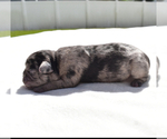 Small #5 Pug
