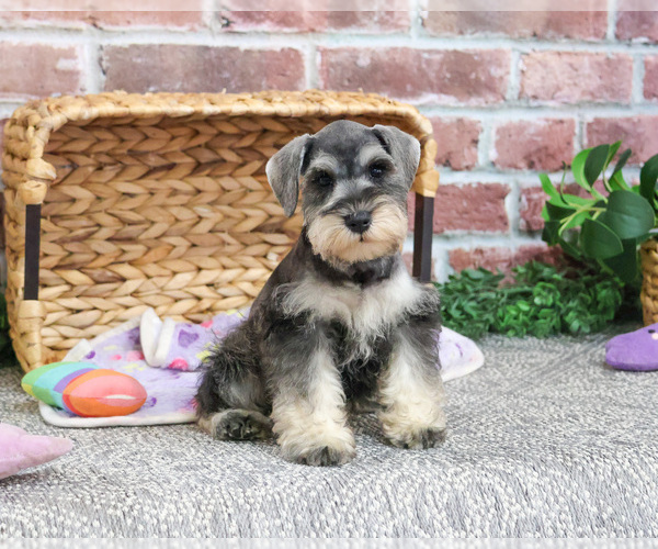 Medium Photo #8 Schnauzer (Miniature) Puppy For Sale in SYRACUSE, IN, USA