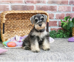 Small #7 Schnauzer (Miniature)