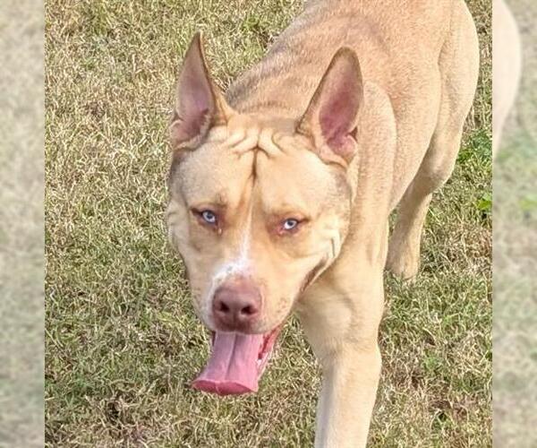 Medium Photo #2 American Pit Bull Terrier-Siberian Husky Mix Puppy For Sale in Houston, TX, USA