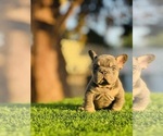Small #3 French Bulldog