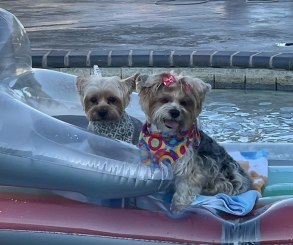 Medium Photo #7 Yorkshire Terrier Puppy For Sale in LAKE CHARLES, LA, USA