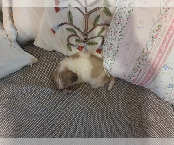 Medium Photo #43 Maltipom-Pomeranian Mix Puppy For Sale in HUDSON, MA, USA