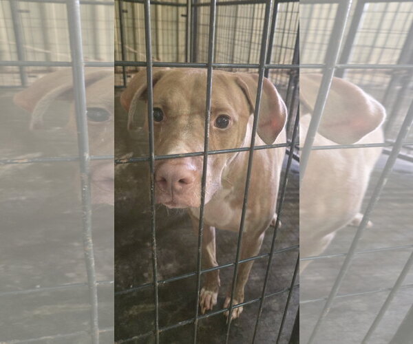 Medium Photo #2 Labrador Retriever-Unknown Mix Puppy For Sale in Jackson, MS, USA
