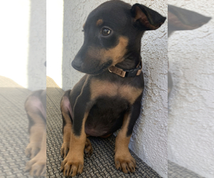 Doberman Pinscher Puppy for sale in CORONA, CA, USA