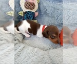 Small Photo #2 Dachshund Puppy For Sale in COFFEYVILLE, KS, USA