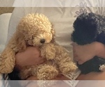 Small #2 Poodle (Miniature)