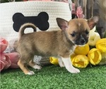 Small #4 Chihuahua