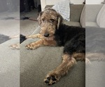 Small Photo #7 Airedale Terrier Puppy For Sale in NEWTON, IA, USA