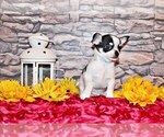 Small #6 Chihuahua