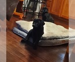 Small Photo #3 Labrador Retriever Puppy For Sale in VENUS, TX, USA
