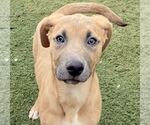 Small #3 Mutt