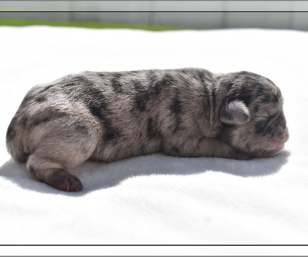 Medium Photo #3 Pug Puppy For Sale in PALM COAST, FL, USA