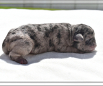 Small #2 Pug