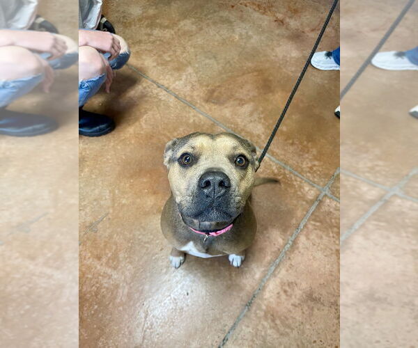 Medium Photo #19 American Staffordshire Terrier-Boxer Mix Puppy For Sale in Bolivar, MO, USA