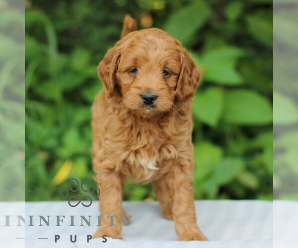 Medium Photo #4 Goldendoodle (Miniature) Puppy For Sale in EAST EARL, PA, USA