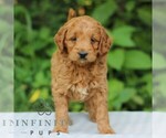 Small #3 Goldendoodle (Miniature)