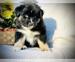 Puppy 1 Australian Shepherd