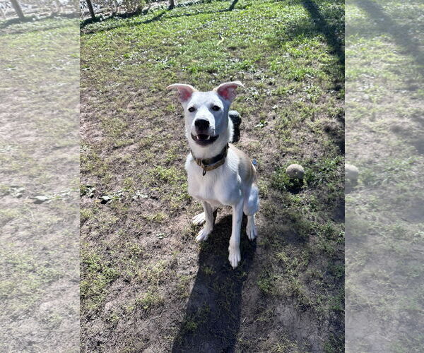 Medium Photo #19 Huskies -Labrador Retriever Mix Puppy For Sale in Brooklyn Center, MN, USA