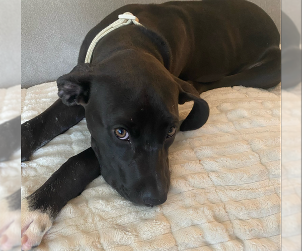 Medium Photo #2 American Pit Bull Terrier-Labrador Retriever Mix Puppy For Sale in St. Ann, MO, USA