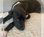 Small #1 American Pit Bull Terrier-Labrador Retriever Mix