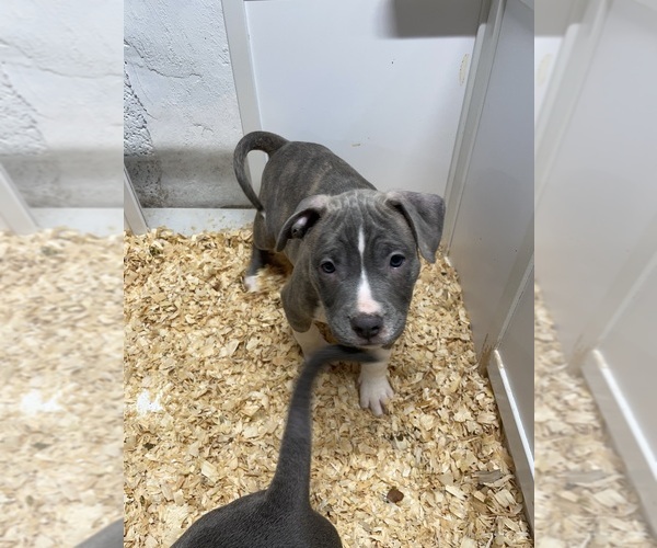 Medium Photo #10 American Bully Puppy For Sale in NAUGATUCK, CT, USA