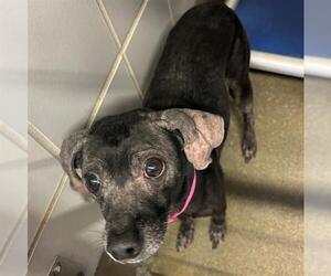 Chihuahua-Unknown Mix Dogs for adoption in San Antonio, TX, USA