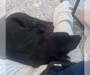 Randal - Male Mutt Dog for Adoption - Photo #5