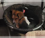 Small #11 Beagle
